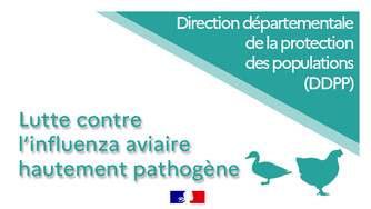 Influenza Aviaire Risque élevé à compter du 04/12/2023