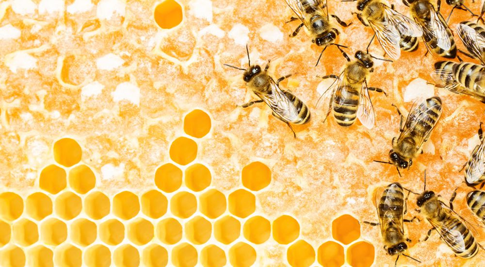 REGLEMENTATION APICULTURE : DECLARATION DE RUCHES ET RUCHERS