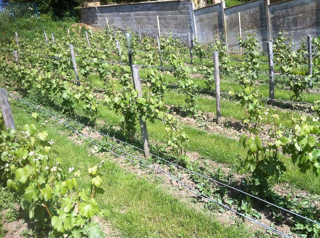 La Commune de Saint-Prest renoue avec son passé viticole dans un souci de développement durable